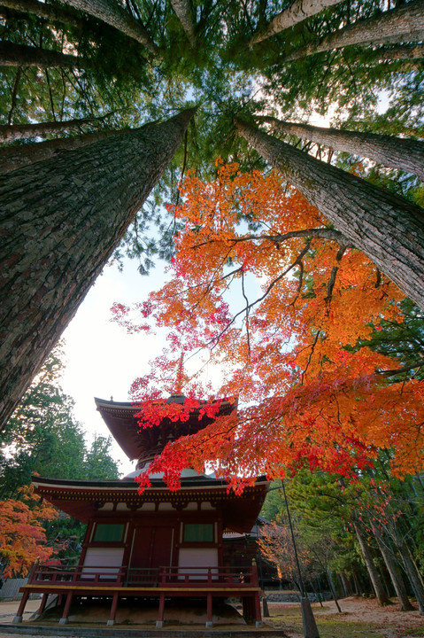 高野山の秋Ⅲ