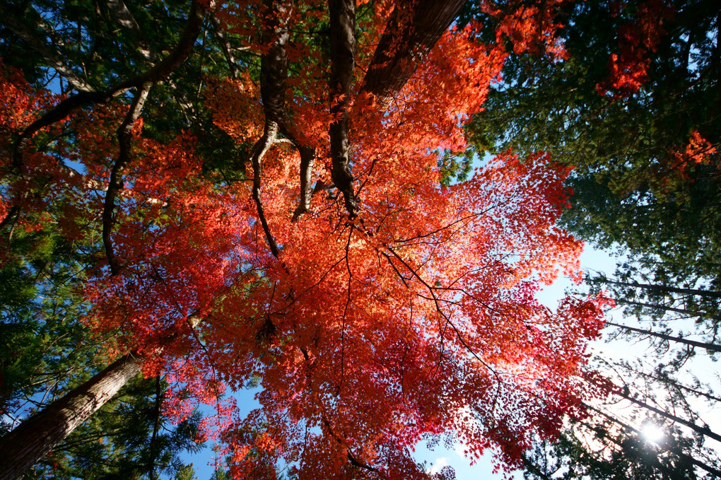 高野山の秋Ⅲ