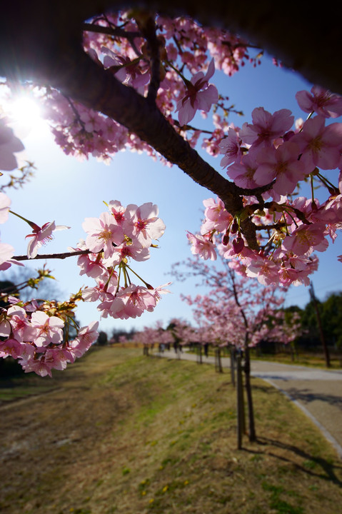 桜に誘わて