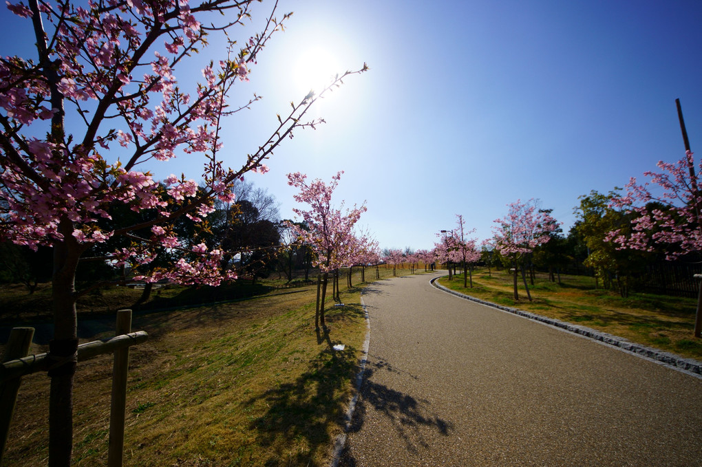 桜に誘わて