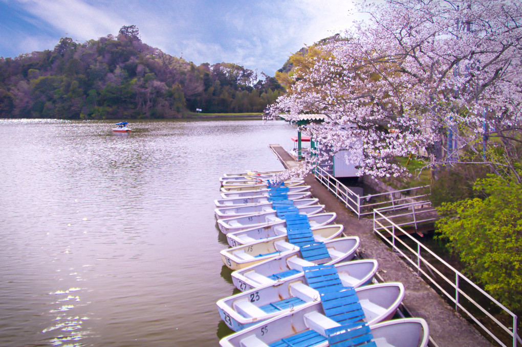 大池遊園の桜彩