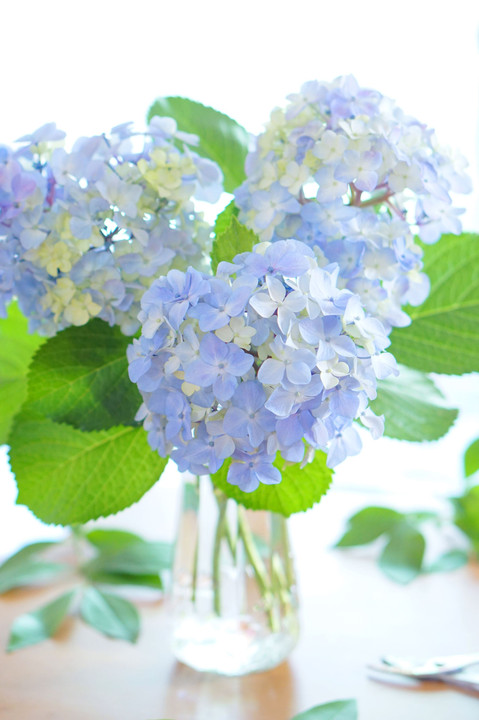 Hydrangea Blue