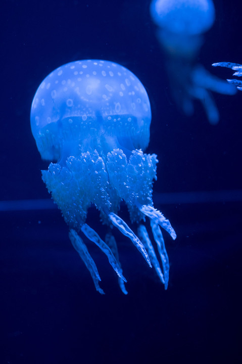 jellyfish