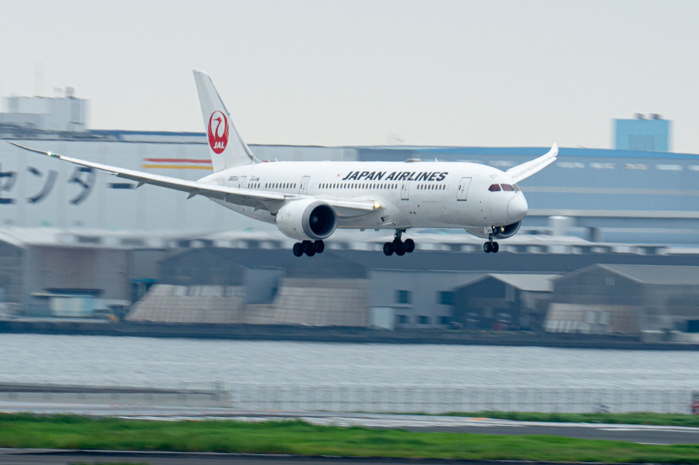 JALの787