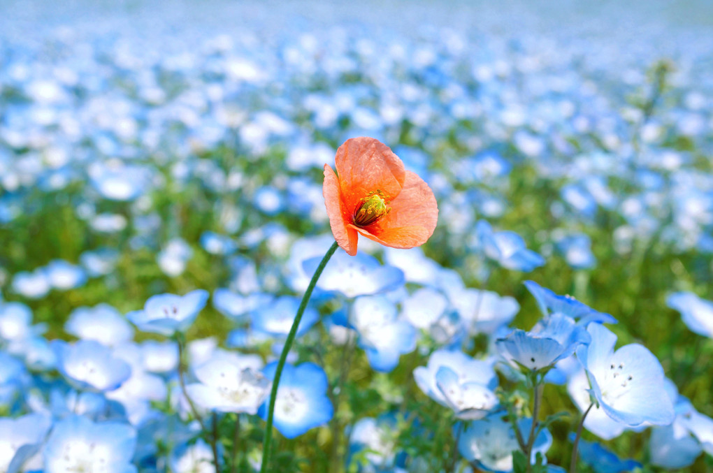 Nemophila