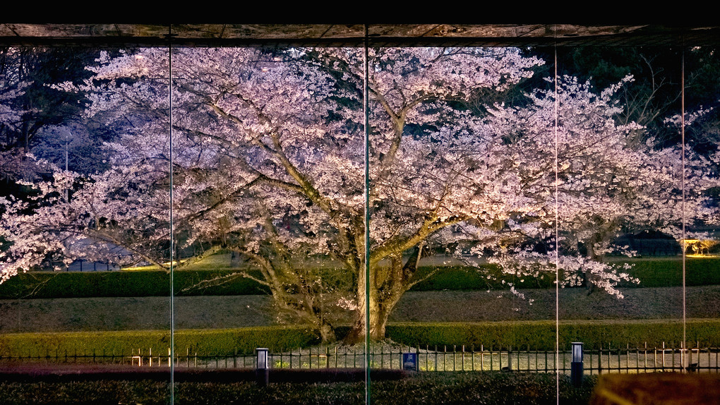 夜桜屏風