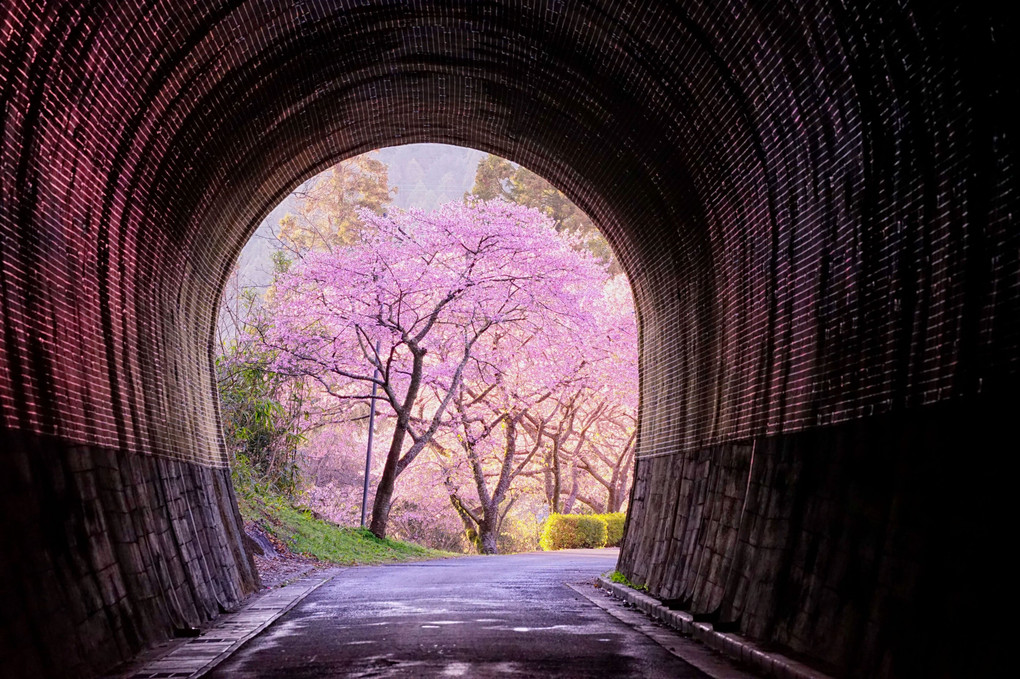 【入選御礼】トンネルを超えると春が ４月度マンスリーフォトコン