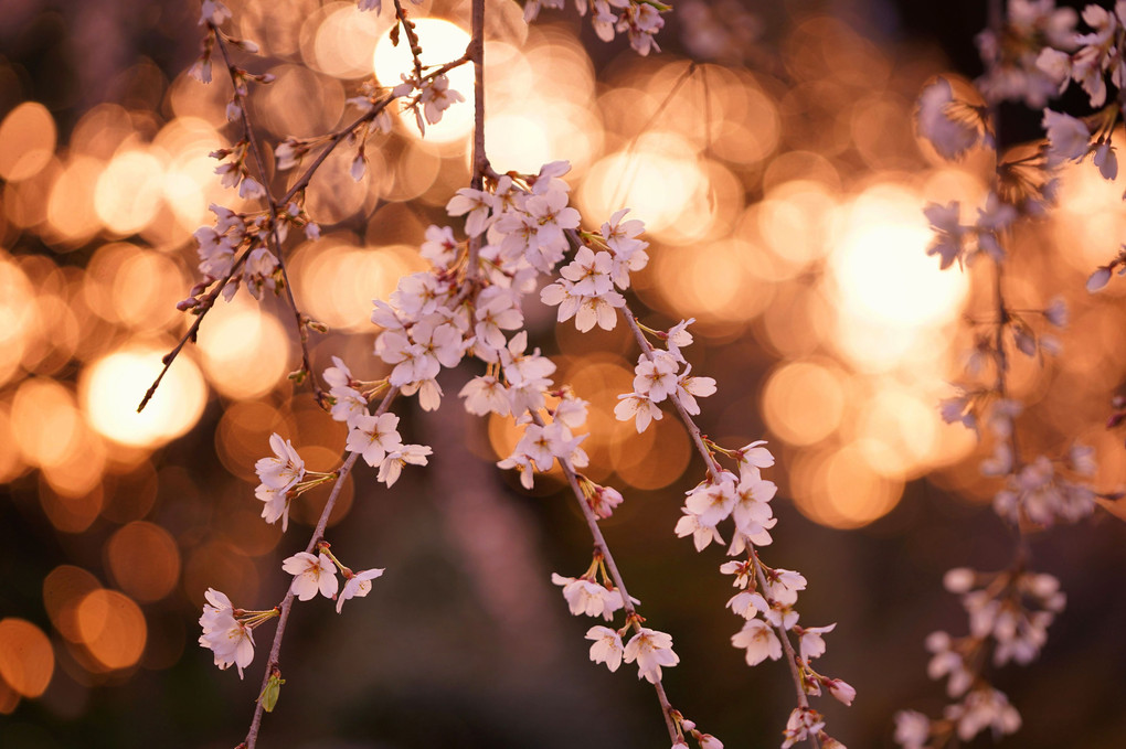 幽玄に咲くしだれ桜