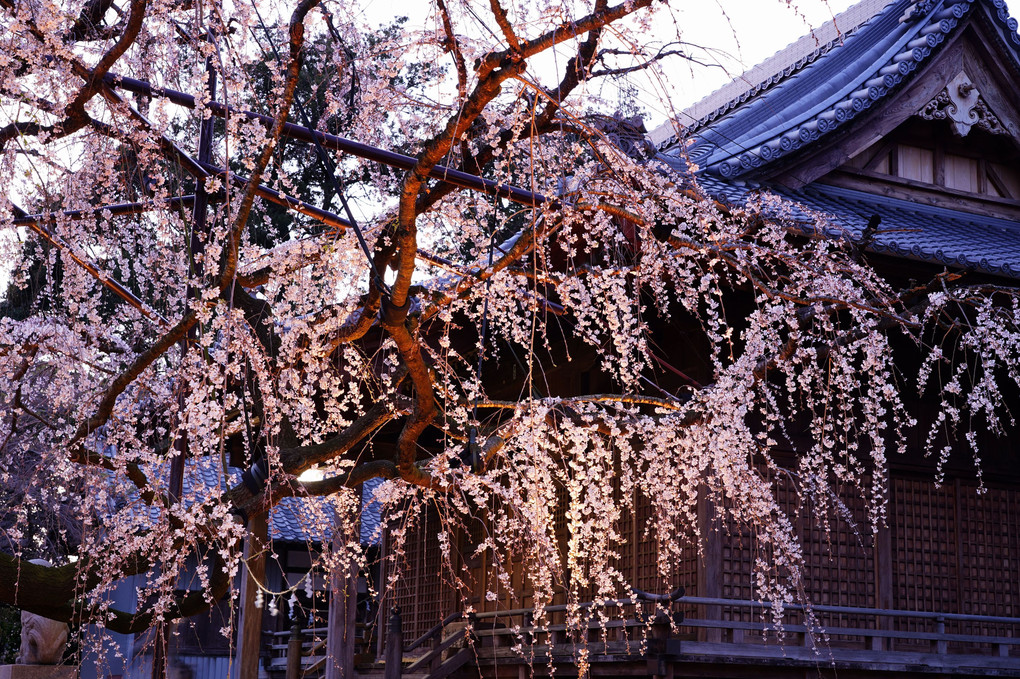 幽玄に咲くしだれ桜