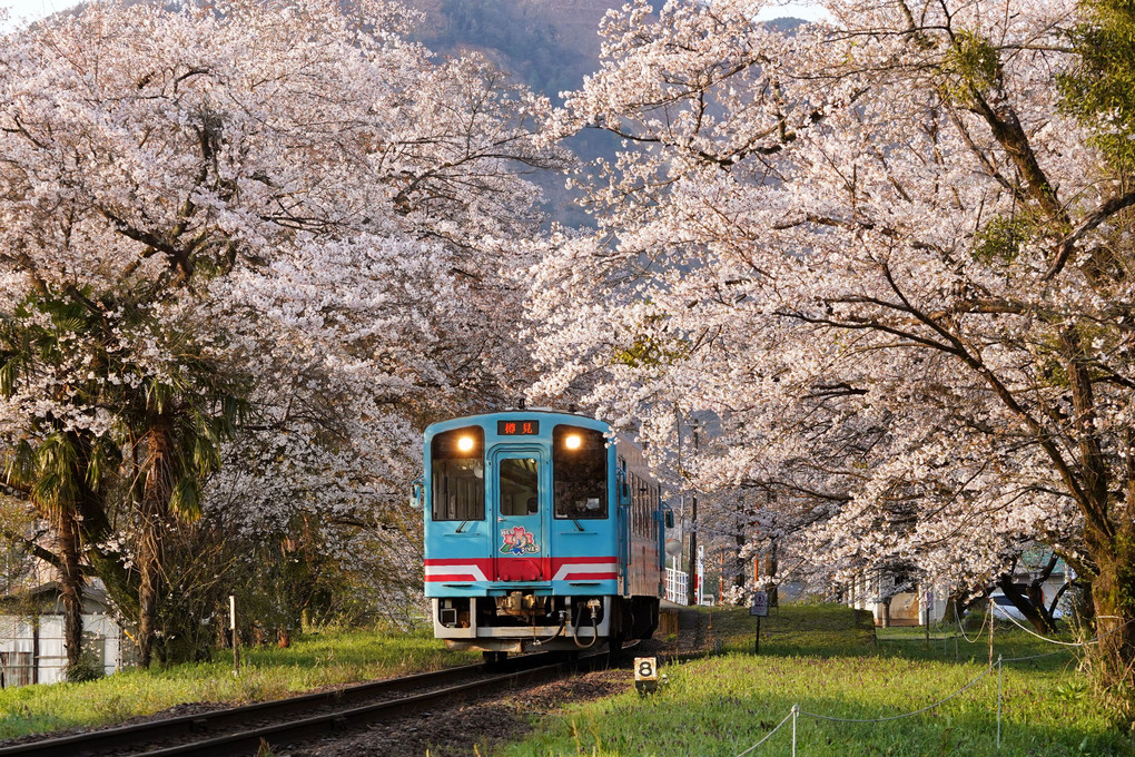 樽見鉄道桜旅