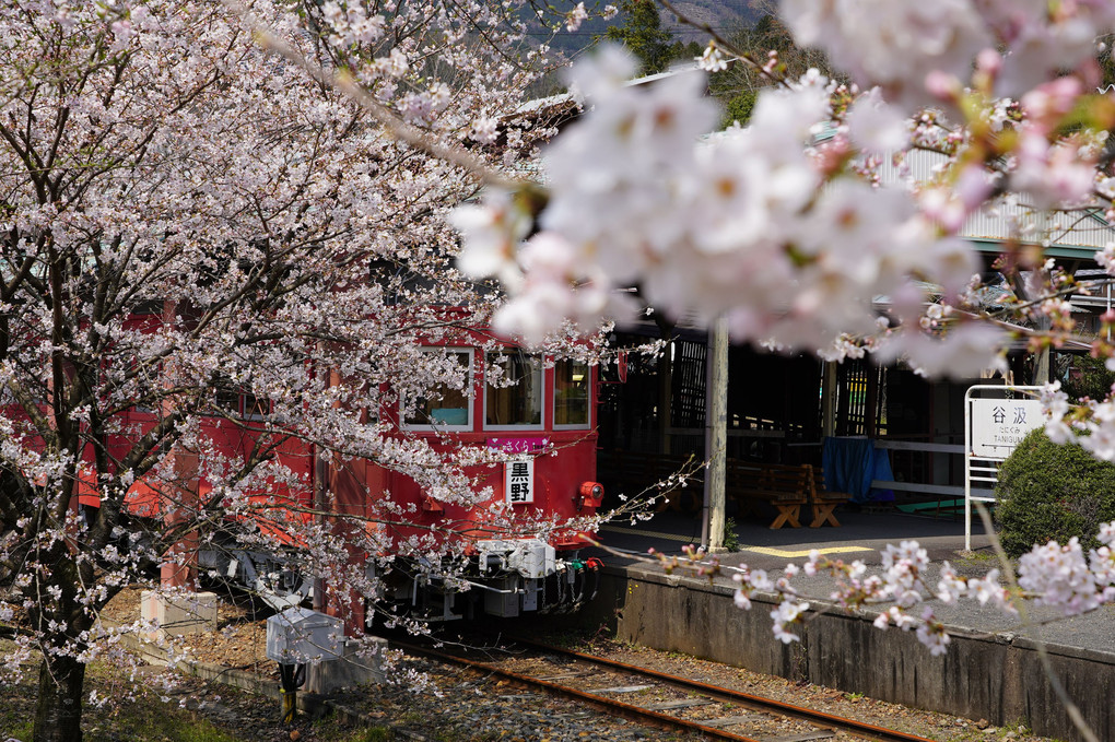 樽見鉄道桜旅