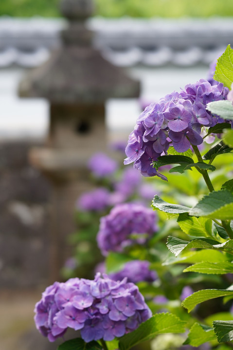 あじさい寺