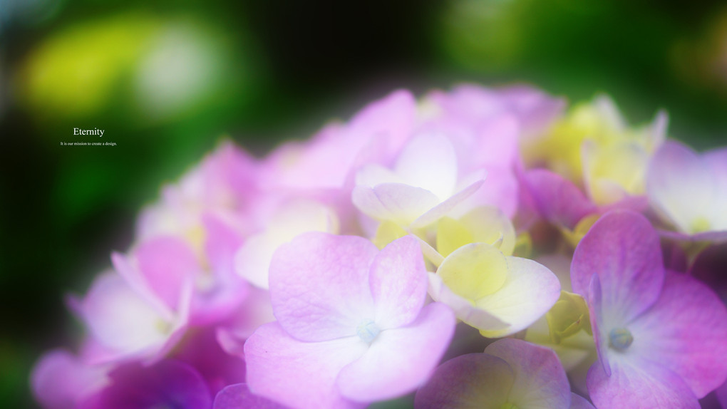 雨の紫陽花達