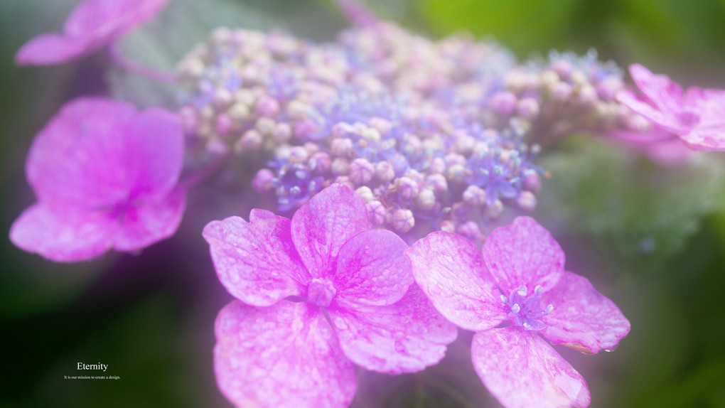 雨の紫陽花達