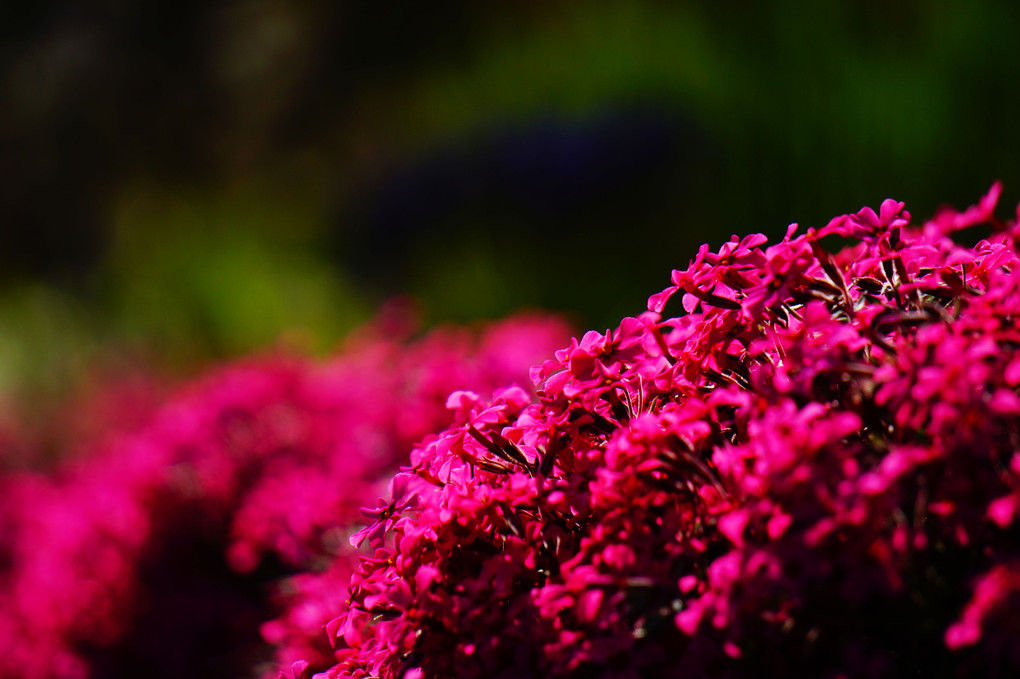 艶やか芝桜