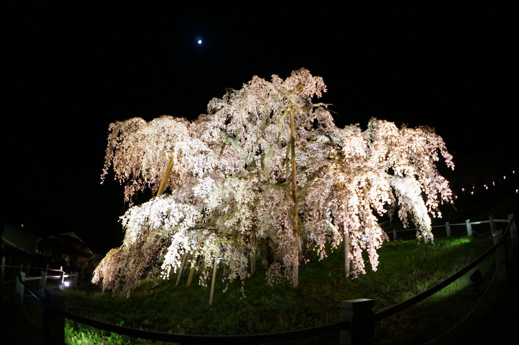 神秘的　滝桜