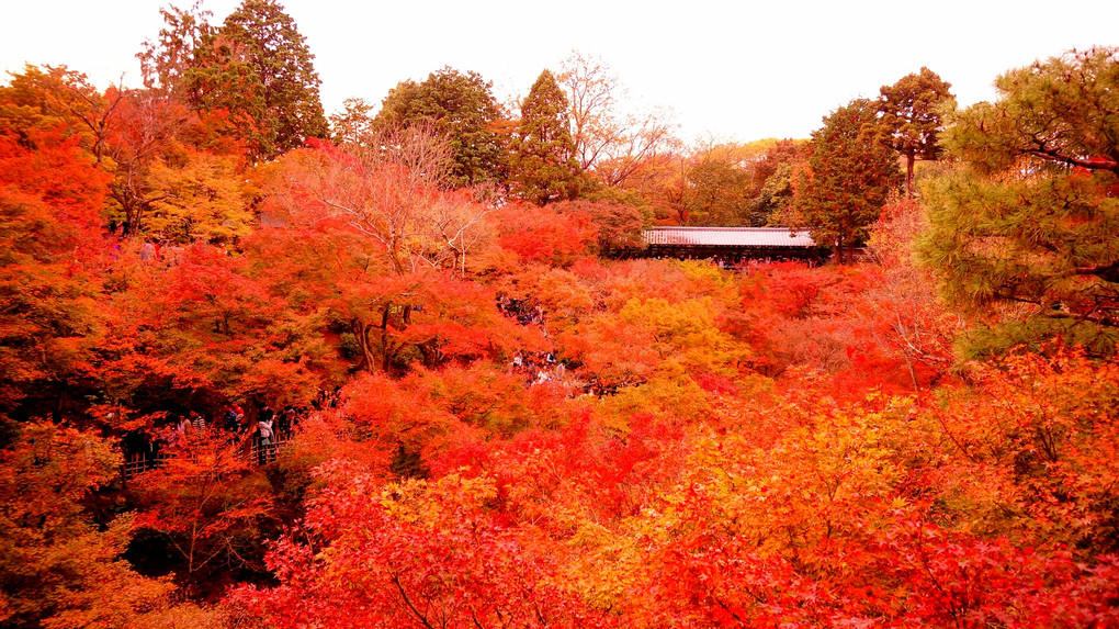 秋の京を愉しむ