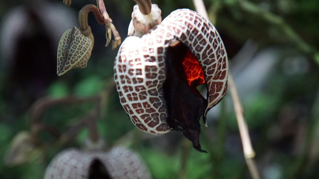 連休晴天の植物園