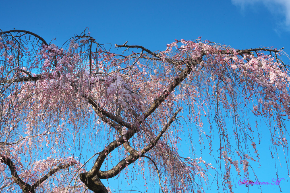 京都御苑の糸桜が咲き始めました。