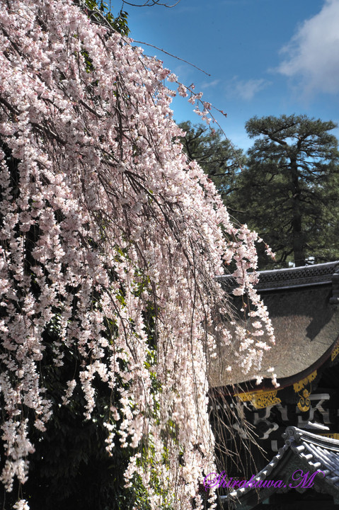 京都御苑近衞邸跡の早咲きの枝垂れ桜