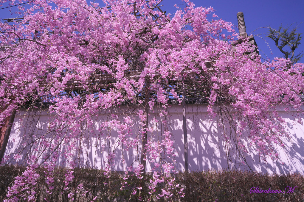 金戒光明寺塔頭の西住院の枝垂れ桜