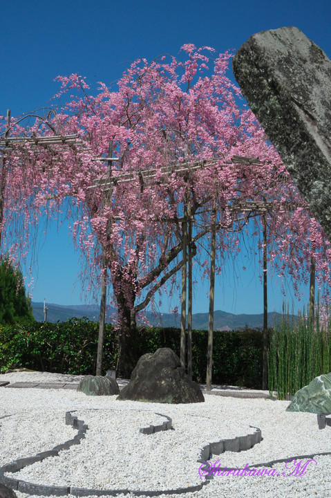 圓光寺の枝垂れ桜