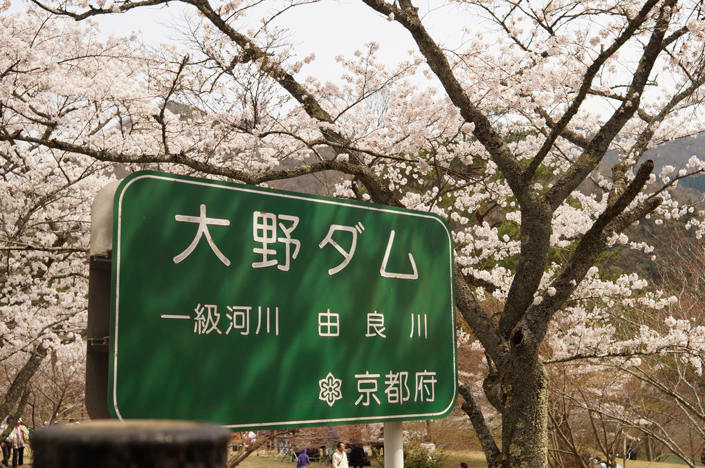 大野ダム　桜まつり