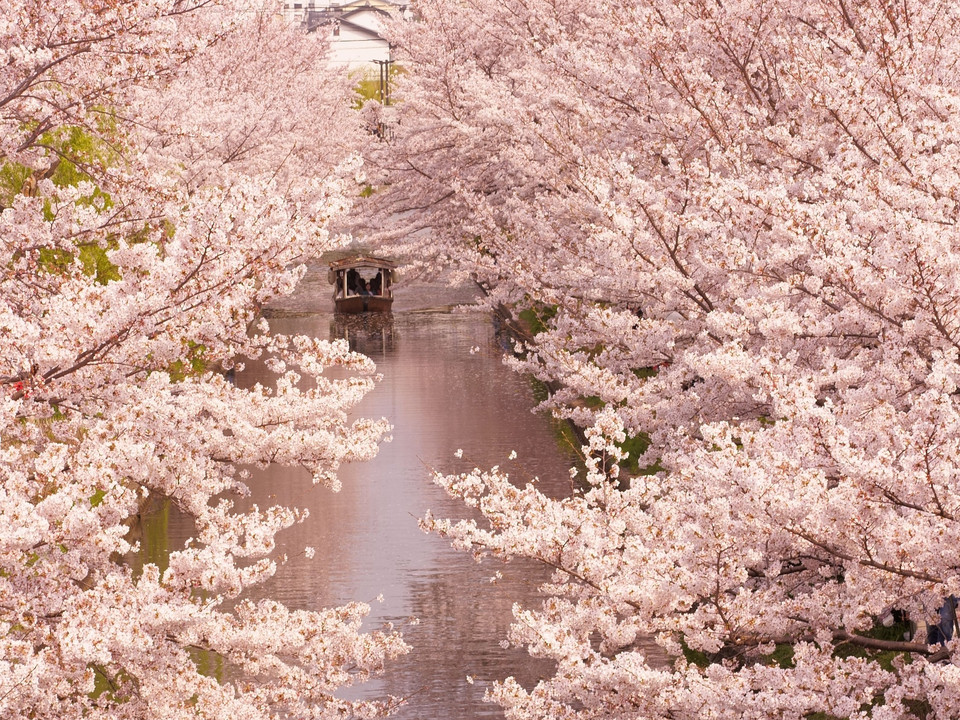 優雅にお花見