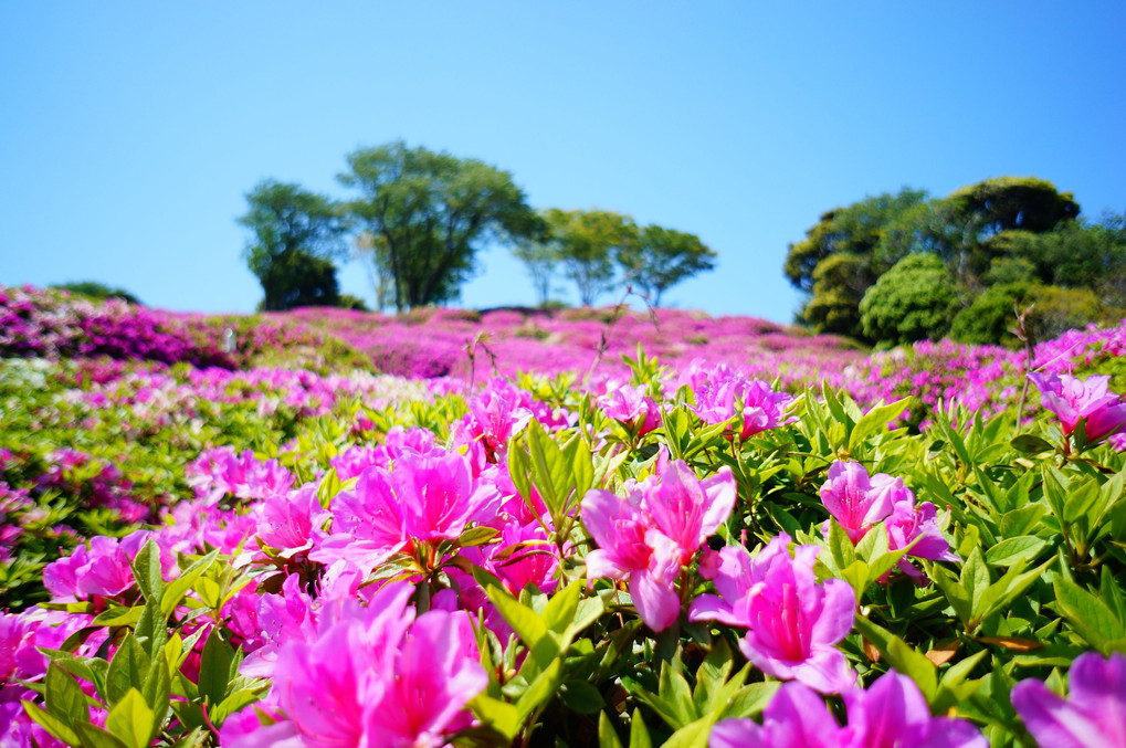 つつじ