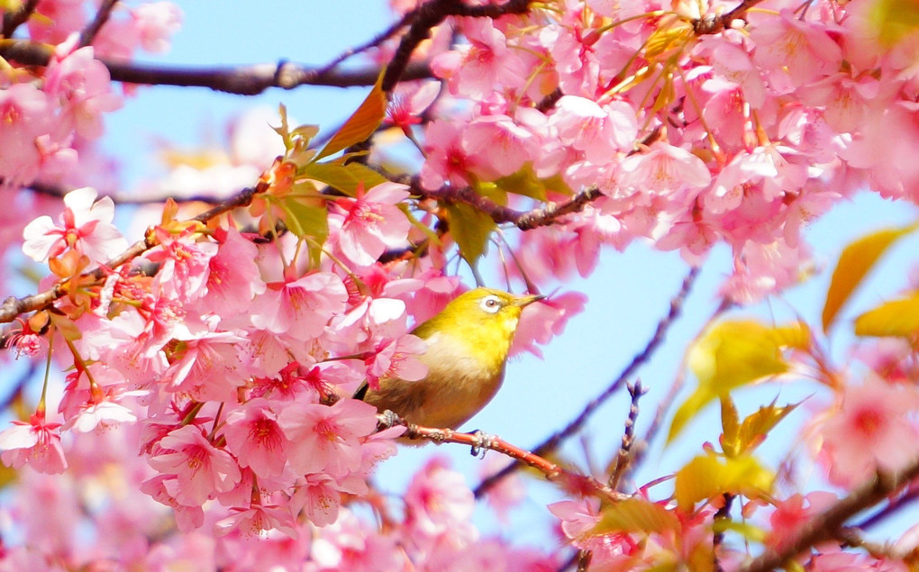 河津桜とメジロちゃん