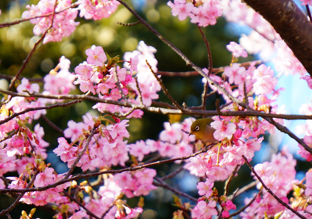 河津桜とメジロちゃん