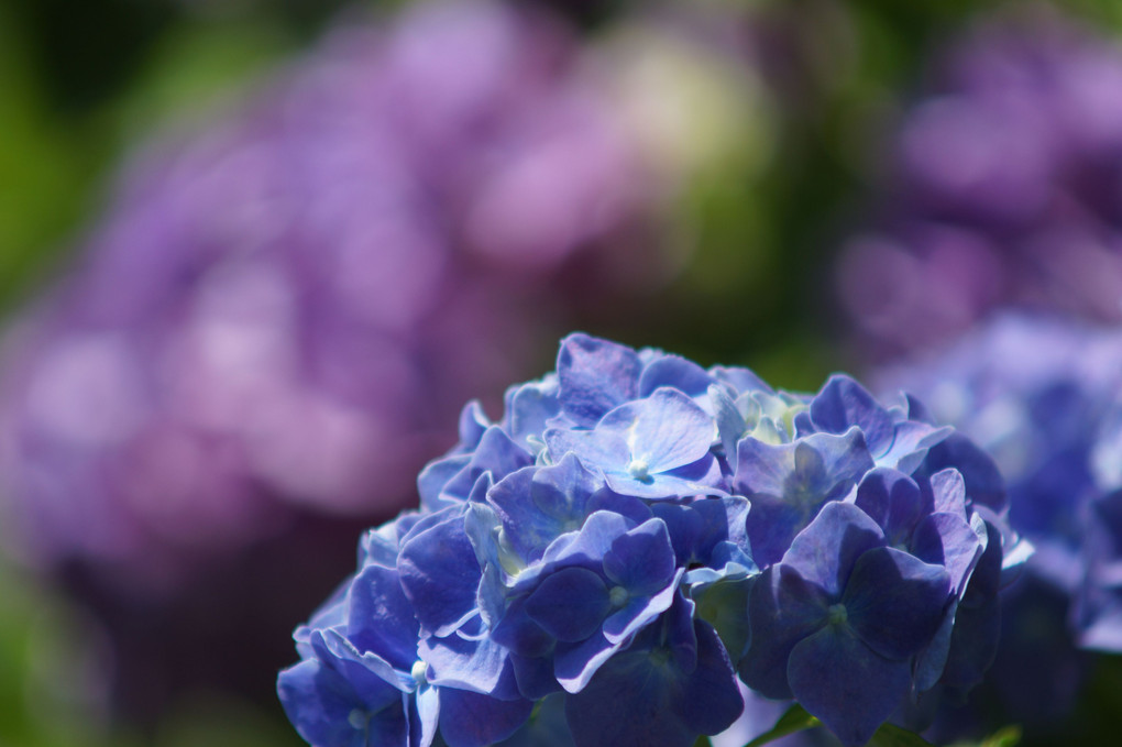 紫陽花 in 六甲山森林植物園