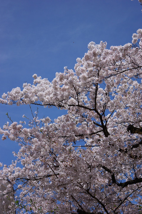 通りすがりの桜