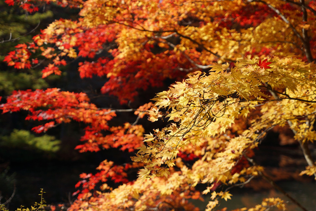 六甲の紅葉