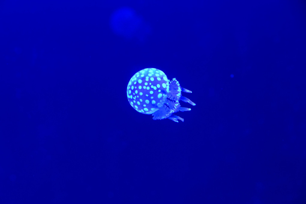 須磨海浜水族園(スマスイ)に行ってきました。