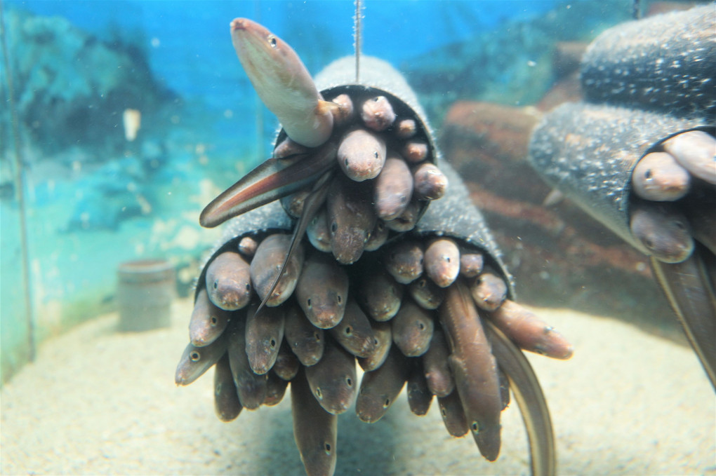 須磨海浜水族園(スマスイ)に行ってきました。