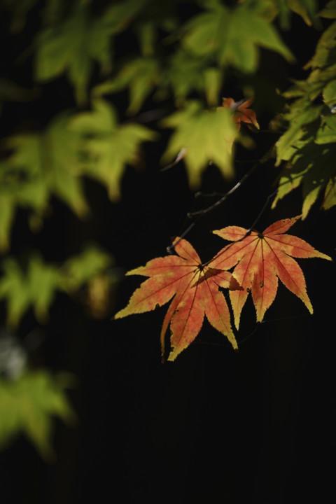 紅葉狩り