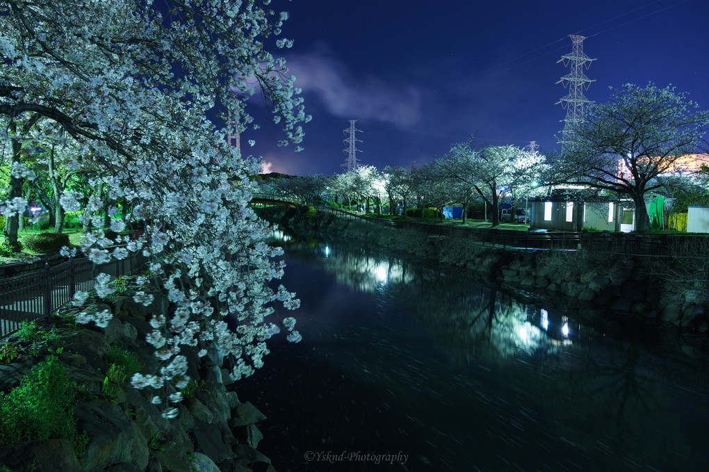 夜桜散策