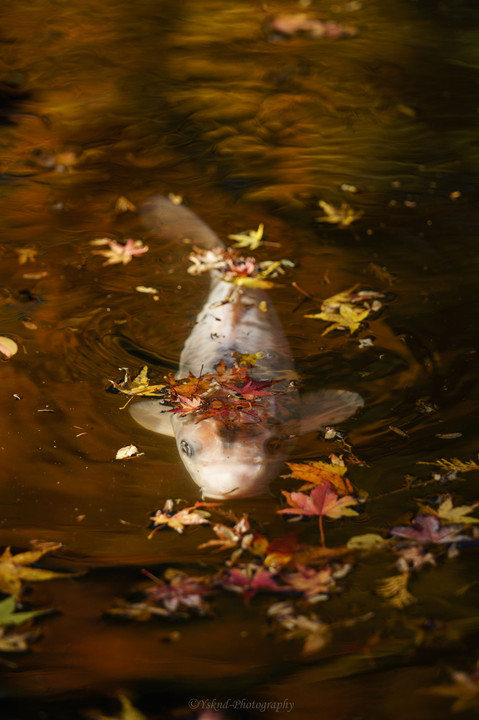 秋の中の遊泳
