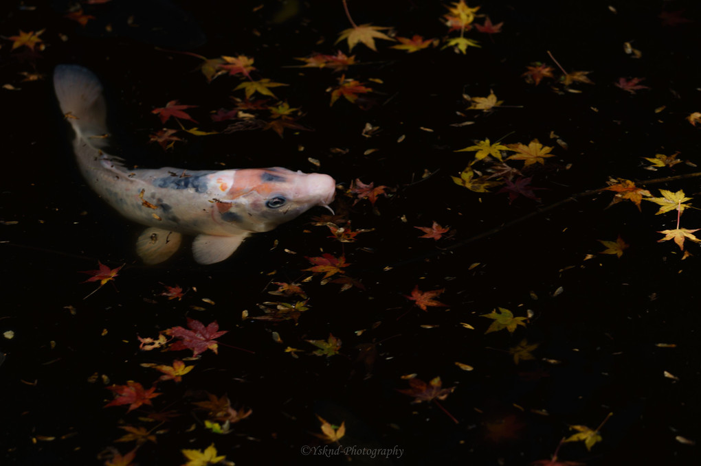 秋の中の遊泳