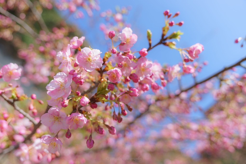 早咲きの桜を求めて