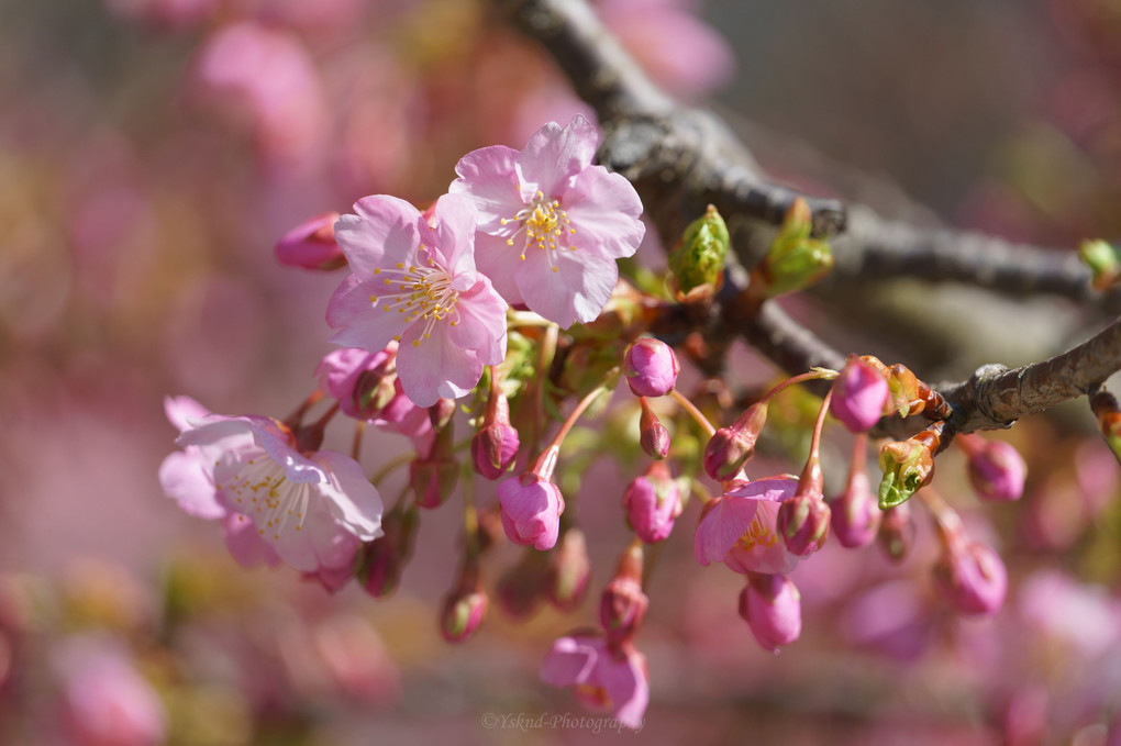 早咲きの桜を求めて