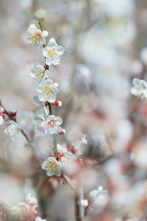 早咲きの桜を求めて