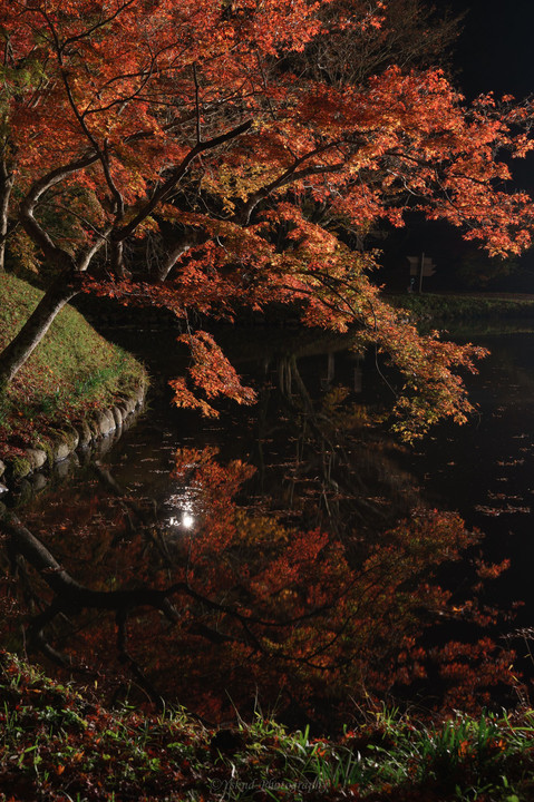 紅葉ライトアップ in 用作公園