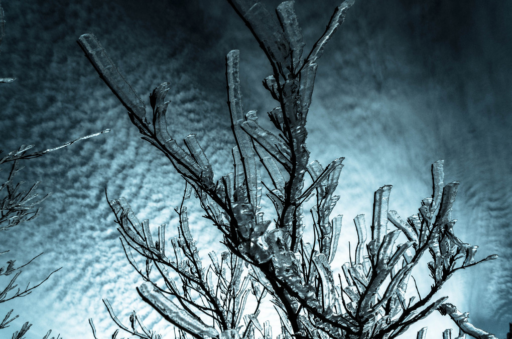 氷の樹