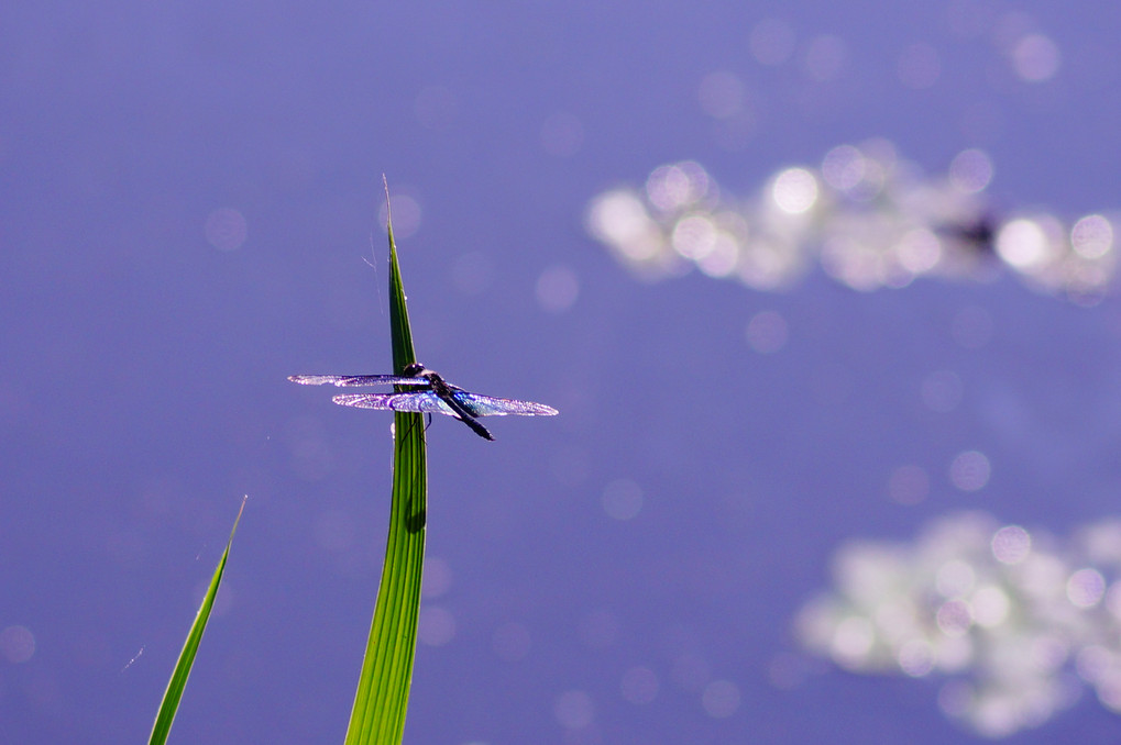 A　ｄeep purple Dragonfly
