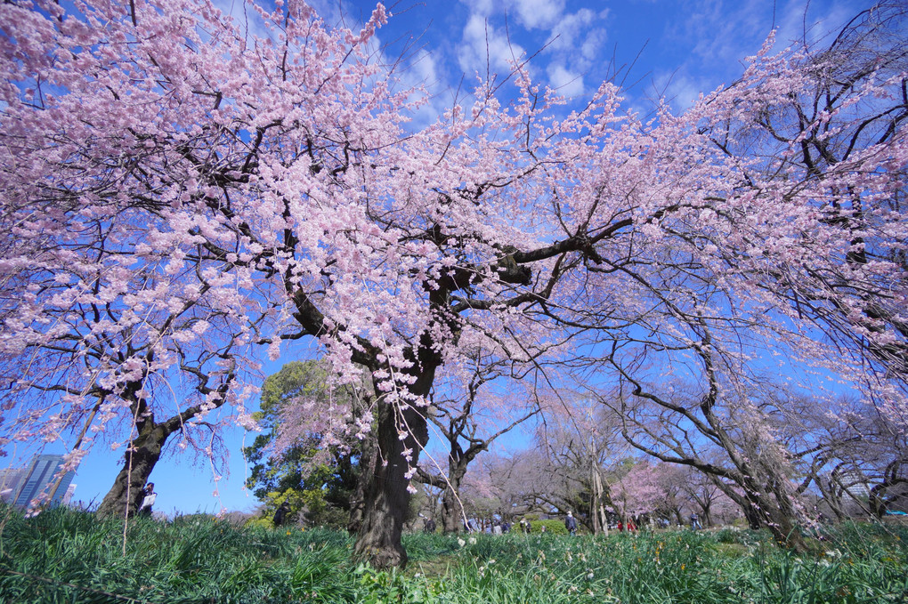 新宿御苑の枝垂れ桜