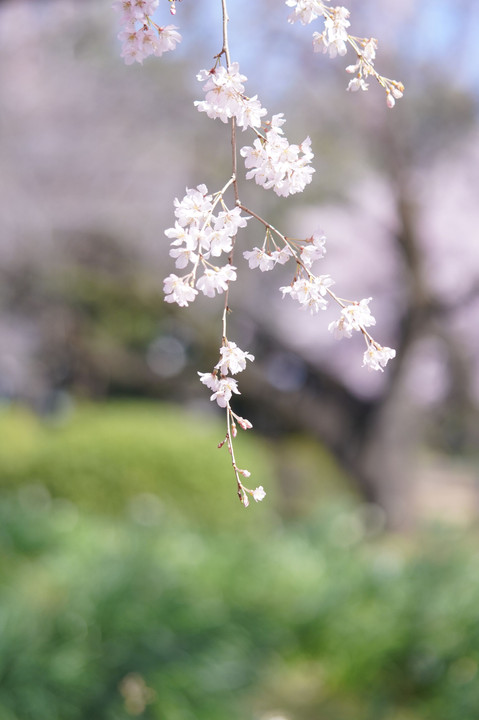 新宿御苑の枝垂れ桜