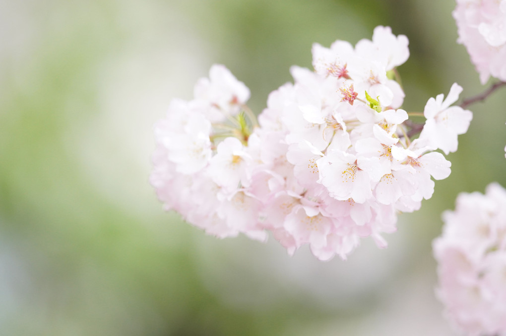 「スペシャルイベント」桜色を撮る＠新宿の公園編（2）