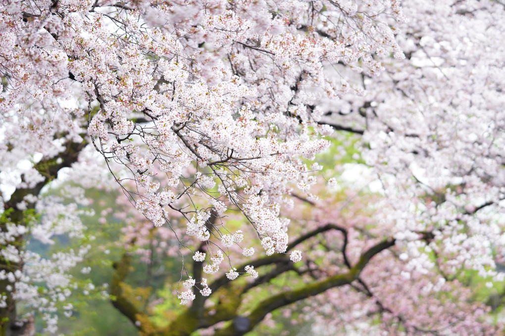 「スペシャルイベント」桜色を撮る＠新宿の公園編（2）